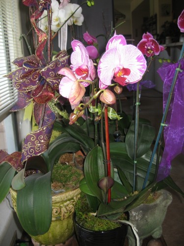 Orchids